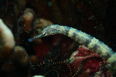 Corythoichthys intestinalis Syngnathidae