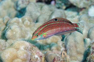 Halichoeres ornatissimus Labridae