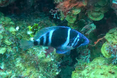 Hypoplectrus indigo Serranidae
