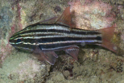 apogon de Cook Apogonidae