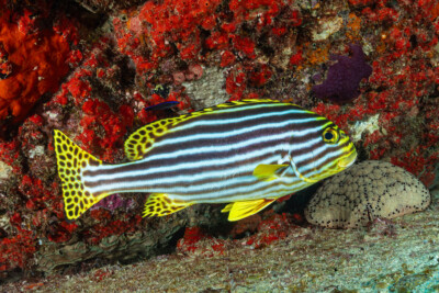 gaterin rayé Haemulidae