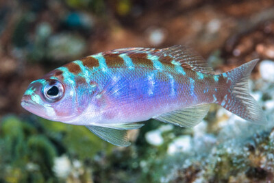 Serranus tortugarum Serranidae