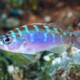 picture of Serranus tortugarum