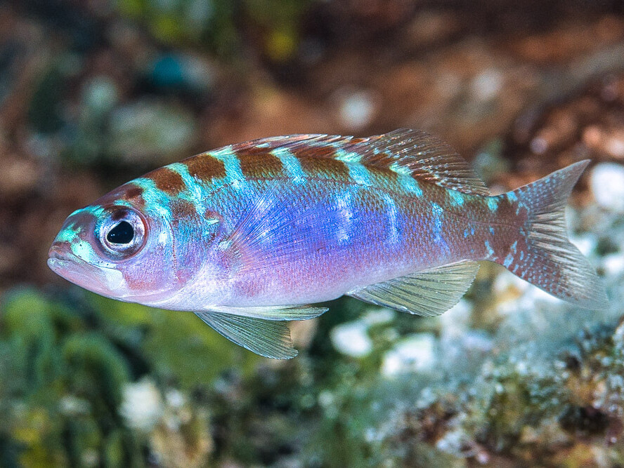 Serranus tortugarum