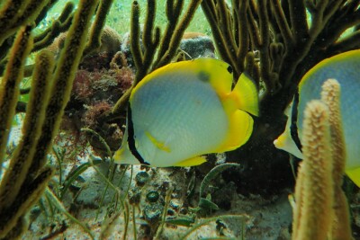Spotfin Butterflyfish Chaetodontidae