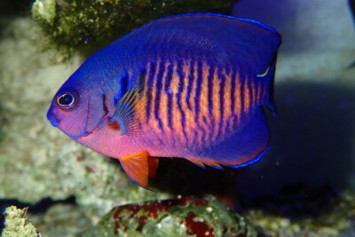 coral beauty angelfish Pomacanthidae