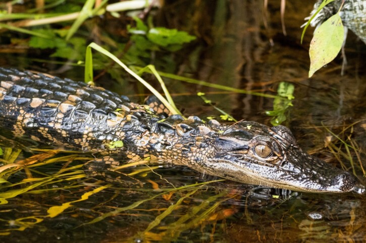 Alligator mississippiensis - American alligator