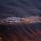 picture of Alligator mississippiensis
