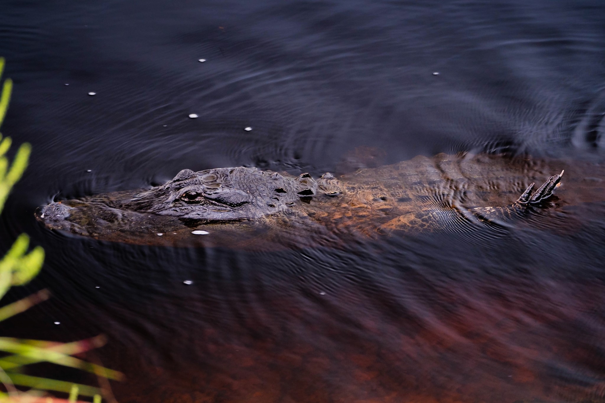Alligator mississippiensis
