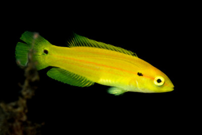 two-spot slender hogfish Labridae