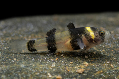 bumblebee goby Gobiidae