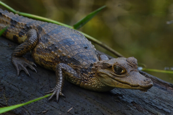 Caiman crocodilus - Spectacled Caiman