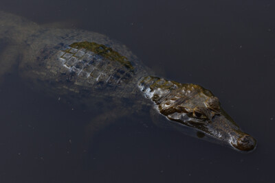 Spectacled Caiman Alligatoridae
