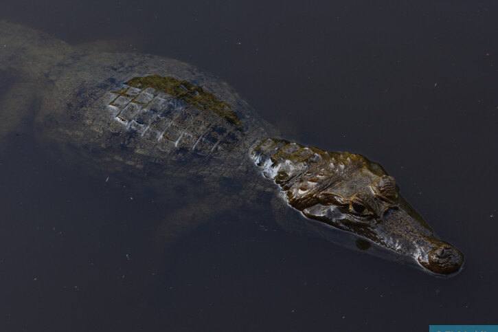 Caiman crocodilus - Spectacled Caiman