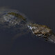 picture of Caiman crocodilus