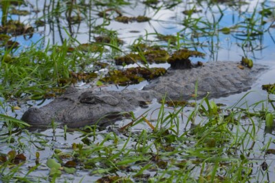 Broad-snouted caiman Alligatoridae