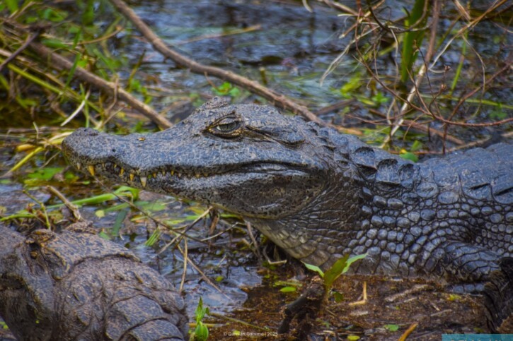 Caiman yacare - Yacare caiman