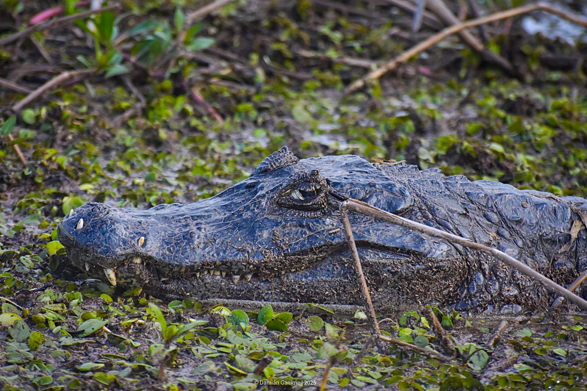 Caiman yacare