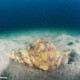 picture of Charonia lampas