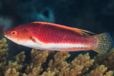 Cirrhilabrus filamentosus Labridae