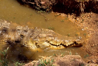 Crocodylus intermedius Crocodylidae