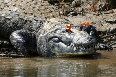 Morelet's crocodile Crocodylidae