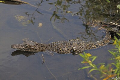 Crocodylus rhombifer Crocodylidae
