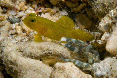 Cryptocentrus cinctus Gobiidae