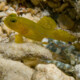 picture of Cryptocentrus cinctus