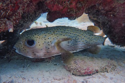 spot-fin porcupinefish Diodontidae