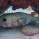 picture of Diodon hystrix