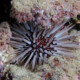 picture of Echinometra mathaei