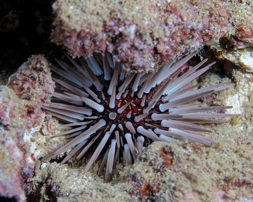 Echinometra mathaei