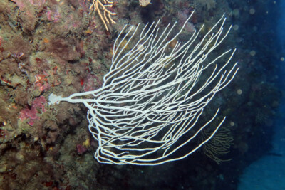 Eunicella singularis eunicellidae