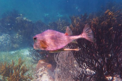 Buffalo Trunkfish Ostraciidae