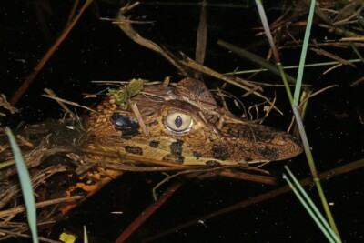 Black Caiman Alligatoridae