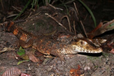 Smooth-fronted caiman Alligatoridae