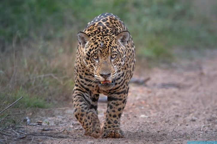 Panthera onca - jaguar