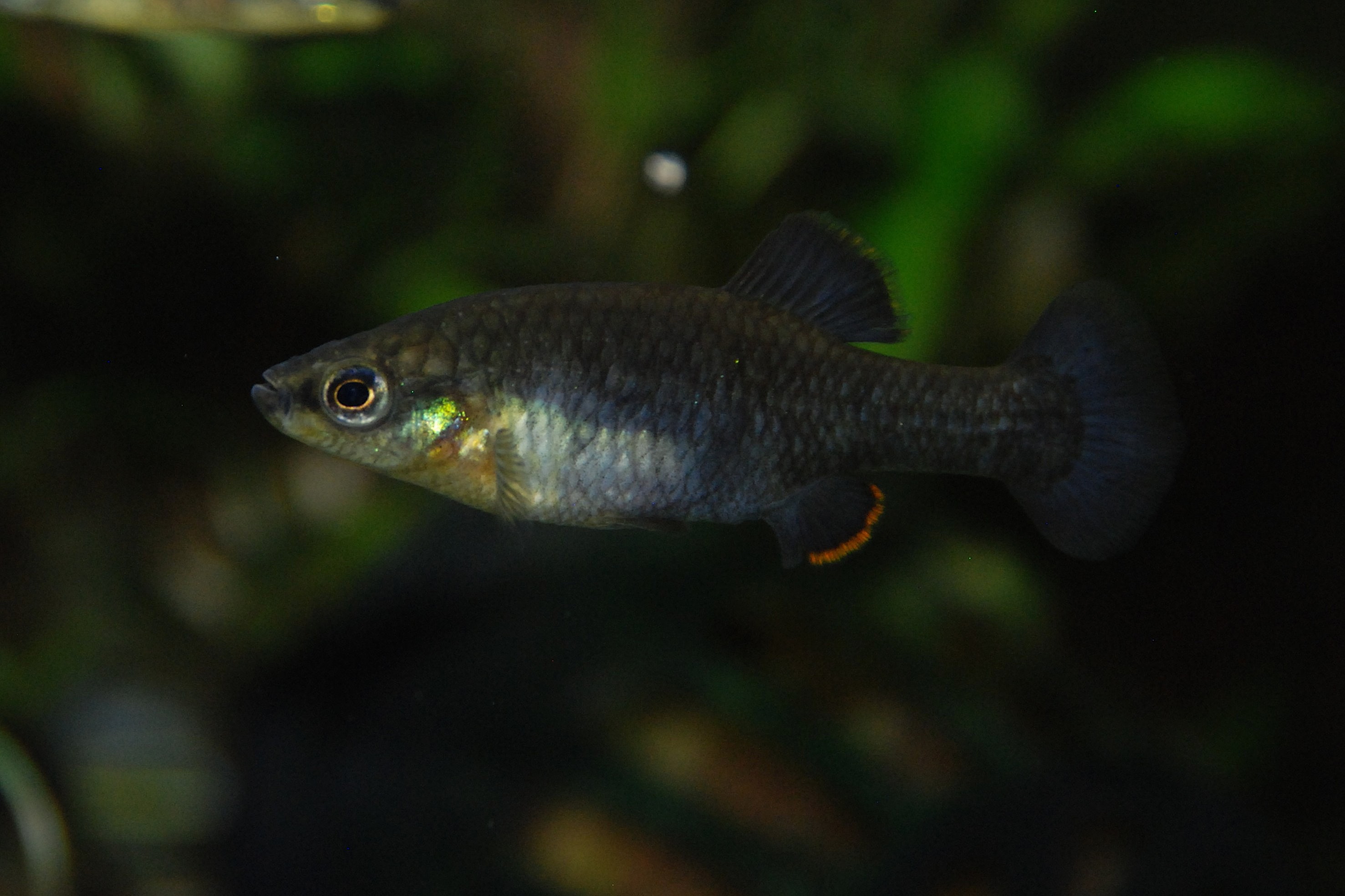Zoogoneticus purhepechus