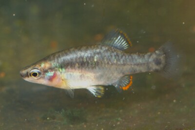Picotee goodeid Goodeidae