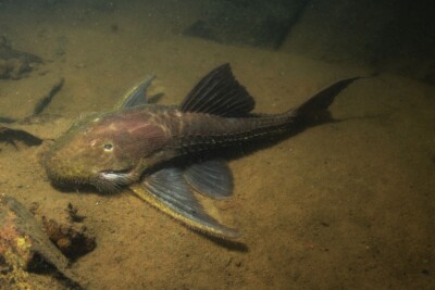 lyre-tail pleco Loricariidae