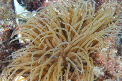 snakelocks anemone Actiniidae
