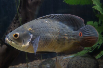 oscar Cichlidae