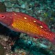 picture of Bodianus diana