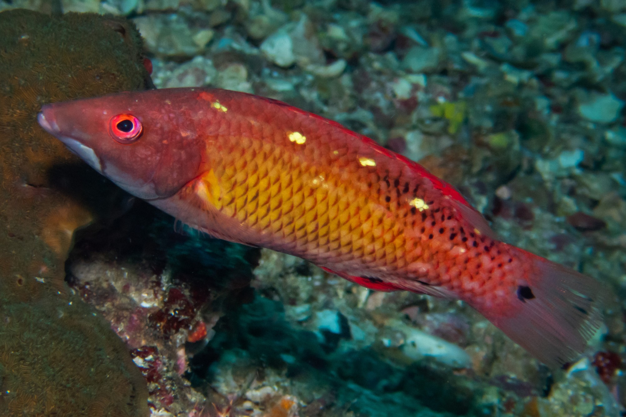 Bodianus diana