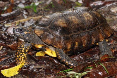 tartaruga dalle zampe gialle Testudinidae