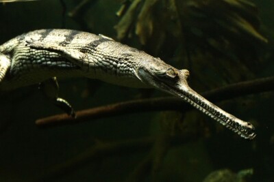 gharial Gavialidae