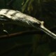 picture of Gavialis gangeticus