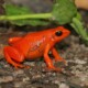 picture of Mantella aurantiaca