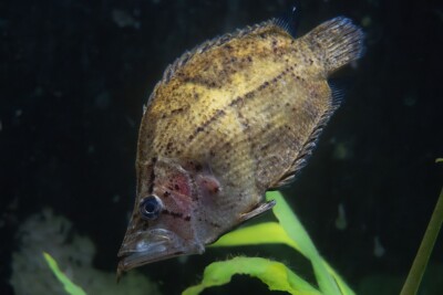 Amazon leaffish Polycentridae
